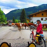 Cow crossing (photo by Brittany at BikeTours)