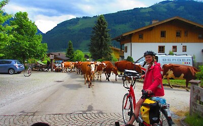 Cow crossing (submitted by Brittany at BikeTours)