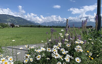 (submitted by Anne Stanek)