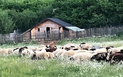 Cabin neighbors (submitted by Wendy)