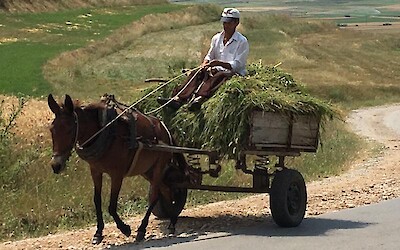 Very typical of Albanian countryside. (submitted by Anne and Bob)