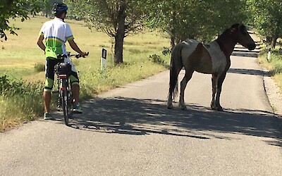 Good looking roadblock! (submitted by Anne and Bob)