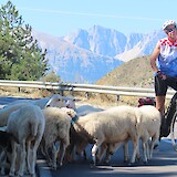 Sheep! (photo by Kim H.)