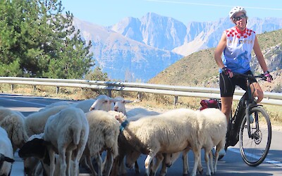 Sheep! (submitted by Kim H.)