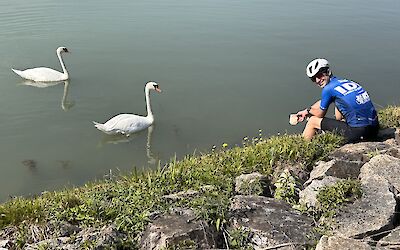 Lots of swans along the route (submitted by Tobi Pfenninger)