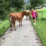 Cows on bike path. (photo by Jim G)