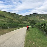 Pedaling through the Gruner Veltliner vineyards in the Wachau Valley region along the Danube River in Austria. (photo by Bernice Thill)