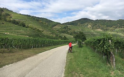 Pedaling through the Gruner Veltliner vineyards in the Wachau Valley region along the Danube River in Austria. (submitted by Bernice Thill)