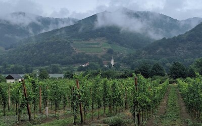 Wine country on a rainy day, Durnstein, Austria. (submitted by Oldcoupleinlove)