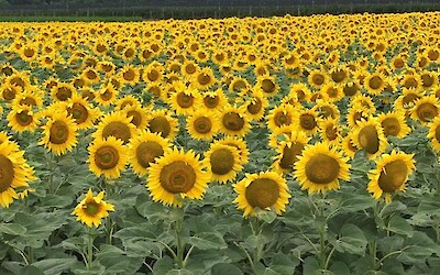 Photo 3 (submitted by Estrella55)