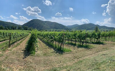 Biking through vineyards in the Wachau region (submitted by RS52)