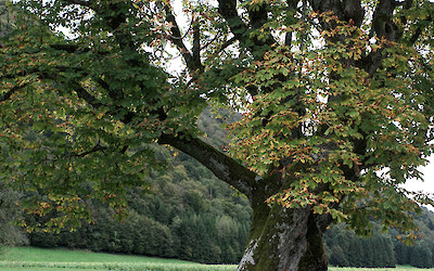 (submitted by Gregory Lebo)