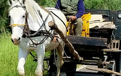 Countryside in Hungary (submitted by Estee Beard)