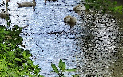 Along the Danube (submitted by Debby Schlesinger)