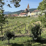 Wachua wine valley (photo by Gladys M)