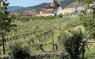 Wachua wine valley (submitted by Gladys M)