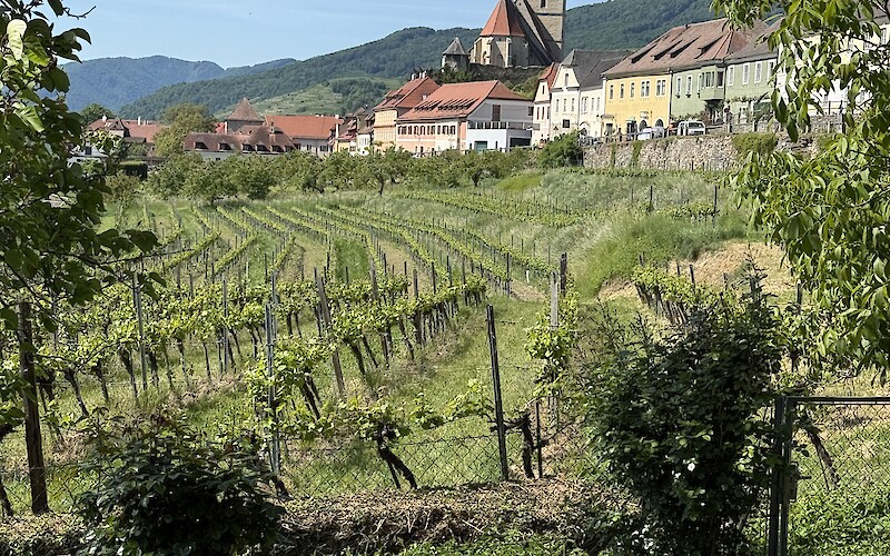 Wachua wine valley (submitted by Gladys M)
