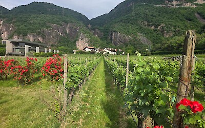 (submitted by Llewellyn F.)