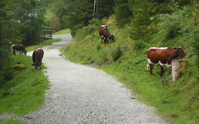 Beautiful scenery along the way. (submitted by 1961flyer)