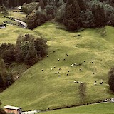 fabulous views of green pastures and farm animals (photo by Nicolas Roggeman)