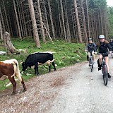 Through forests and beside gentle cows with tinkling bells (photo by NancyinCO)
