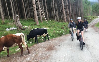 Through forests and beside gentle cows with tinkling bells (submitted by NancyinCO)
