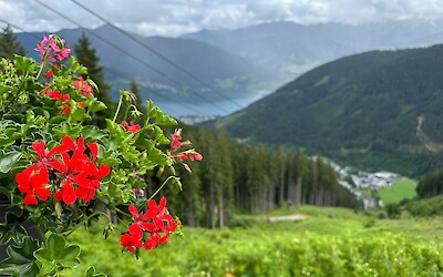 (submitted by Marek Hartleb)