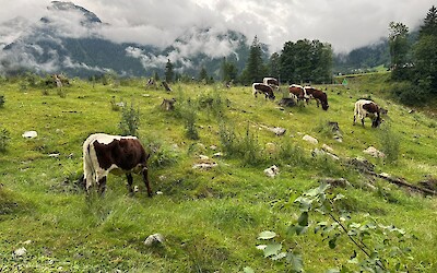 (submitted by Marek Hartleb)