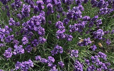 Photo 5 (submitted by Beegrl)