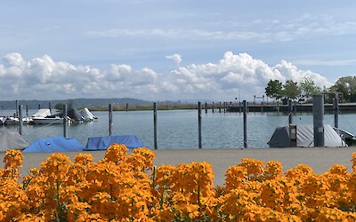 (submitted by Bridget Harron)