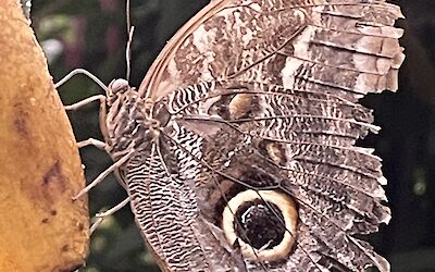 The butterfly house at Mainau (submitted by Ian)