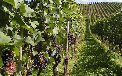 2017 promises to be a great harvest! Just outside Meersburg . . . near Birnau. (submitted by MarcieB)