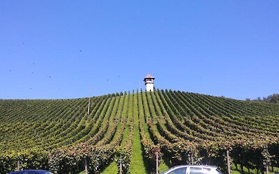 Photo 5 (submitted by Waterdog)