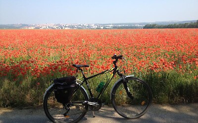 Poppies! These guys were in bloom everywhere. (submitted by Chloek1234)