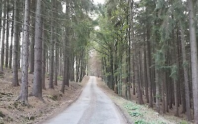 through the forest... (submitted by Stacey)