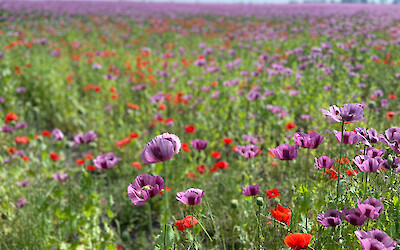 Poppies in bloom at the end of May (submitted by Gib Egge)
