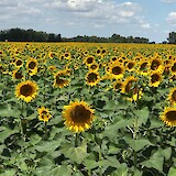 Sunflowers in Hungary (photo by Fishchico)
