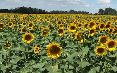 Sunflowers in Hungary (submitted by Fishchico)