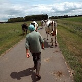 Following a farmer as she transferred 100 cows from one field to another (photo by Wendy)