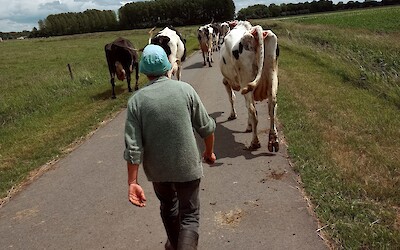 Following a farmer as she transferred 100 cows from one field to another (submitted by Wendy)