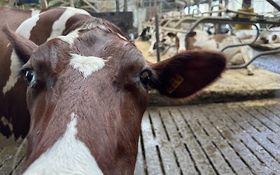 (submitted by Janna Poll)