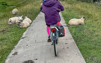 Friends along the way near Amsterdam (submitted by Gib E)