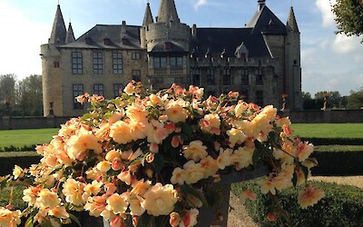 Holland may be famous for its tulips, but early fall is also in full bloom with hydrangeas everywhere and beauties like these in a castle garden. (submitted by Natalie123)