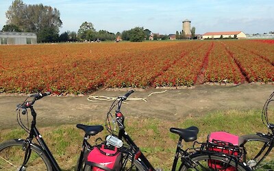 Rest stop among a field of scarlet begonias (submitted by Natalie123)