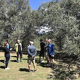 Visit and lunch at the Olive Grove near Ston (photo by Andrew Lindsay)