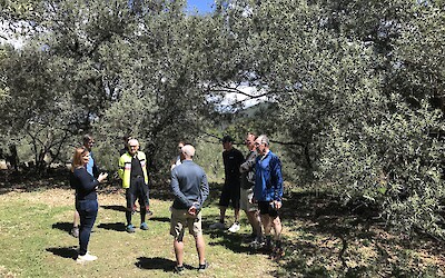 Visit and lunch at the Olive Grove near Ston (submitted by Andrew Lindsay)