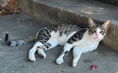 You find cats everywhere. They love it there too! (submitted by Lorinda Troppmann)