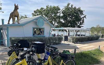 Dog cafe (submitted by TF and DD NYC)