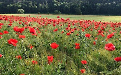 Poppies along the bike path. (submitted by Team Wuss)