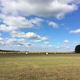 Wheat fields of Mecklenberg (photo by Janie7)